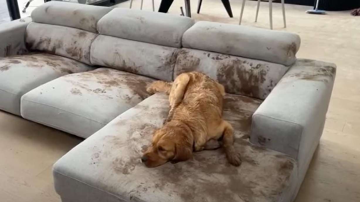 A dog makes a muddy mess on the couch in this video posted Jan. 25 in Hawthorn, South Australia.