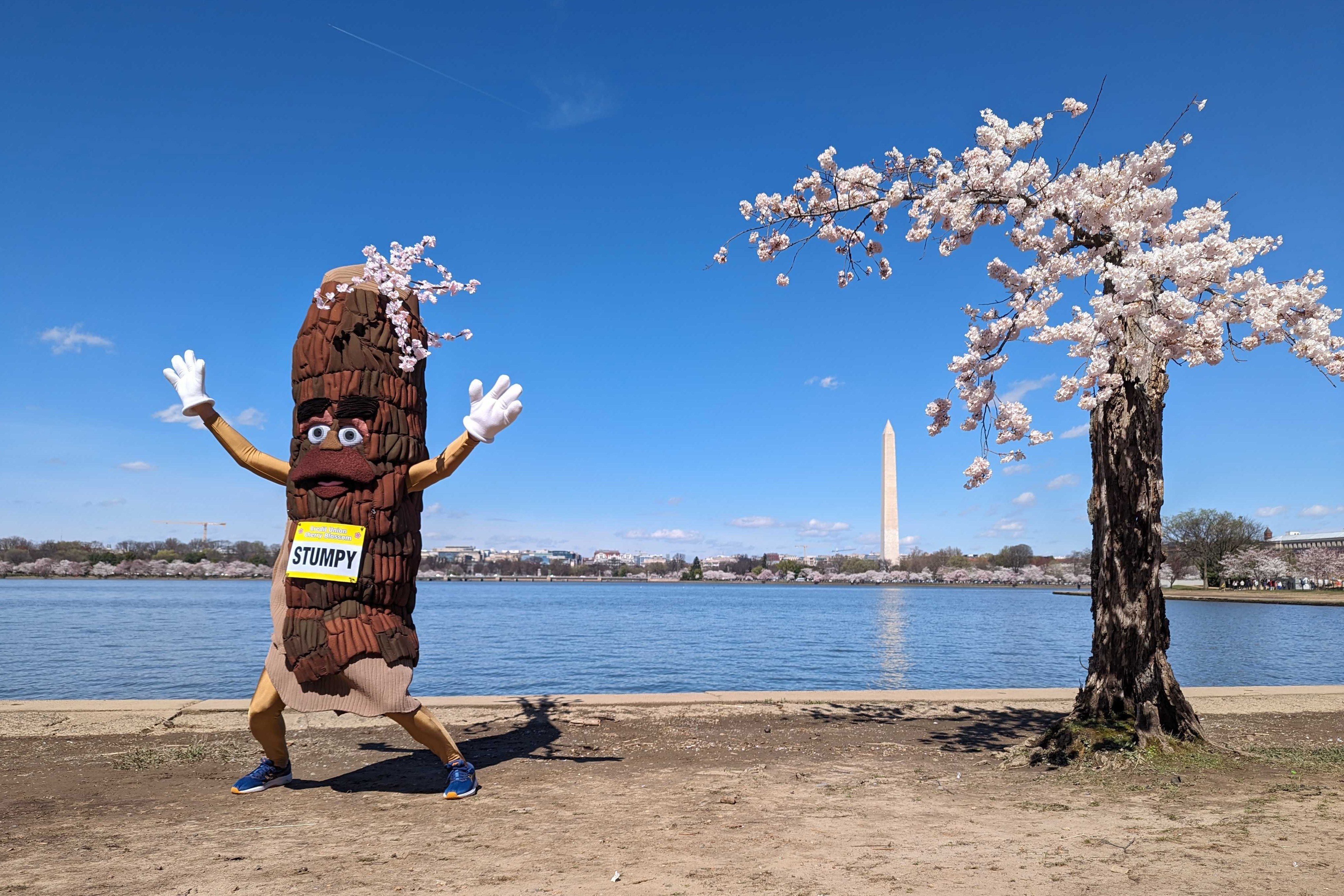 Stumpy the mascot dances near 'Stumpy' the cherry tree at the tidal basin in Washington, Tuesday. The weakened tree is experiencing its last peak bloom before being removed for a renovation project.