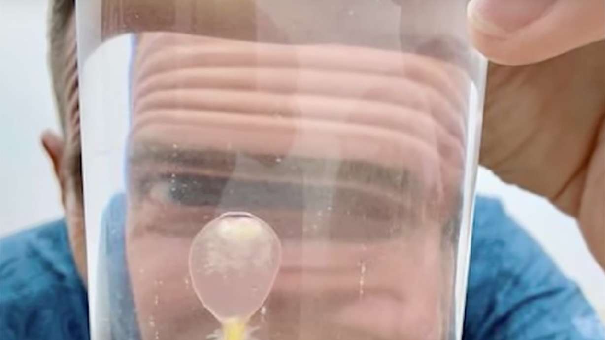 Beachgoers near Corpus Christi, Texas, recently noticed creepy sea creatures that look like eyeballs.