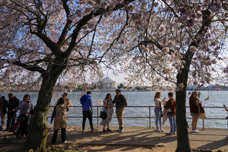 The Jefferson Memorial is visible as visitors to the Tidal Basin walk along an area as cherry trees enter peak bloom this week in Washington. Wednesday.