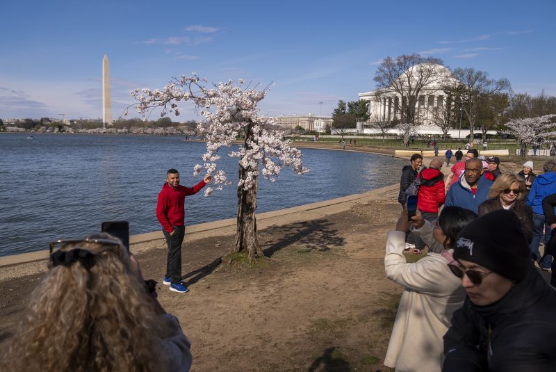 The Washington Monument and Jefferson Memorial are visible as visitors photograph a cherry tree affectionally nicknamed "Stumpy" as cherry trees enter peak bloom this week in Washington, Tuesday.
