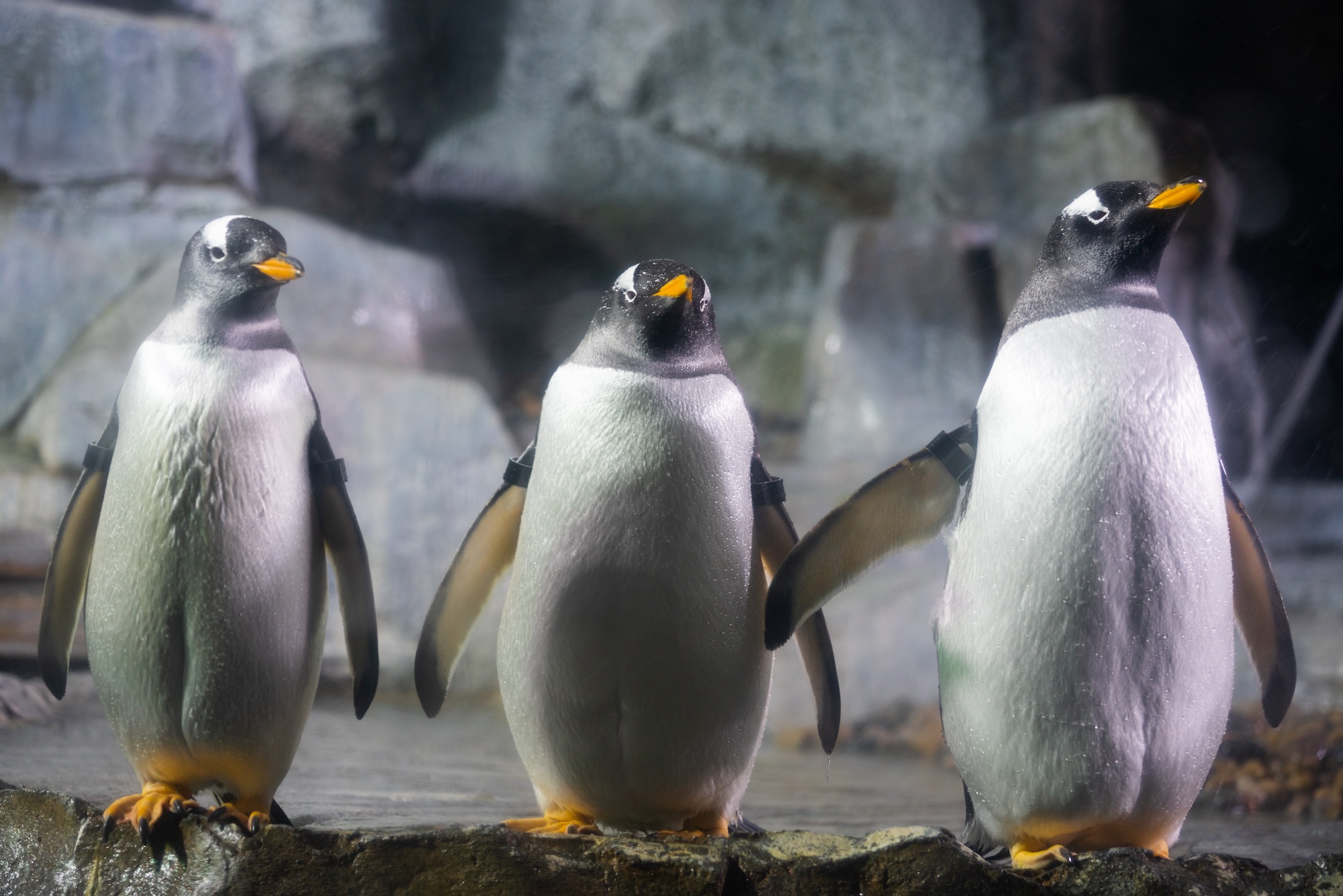 The Loveland Living Planet Aquarium is releasing a TikTok series "Love on Thin Ice" that is dedicated to the thrilling and suspenseful mating season of its penguin colony.