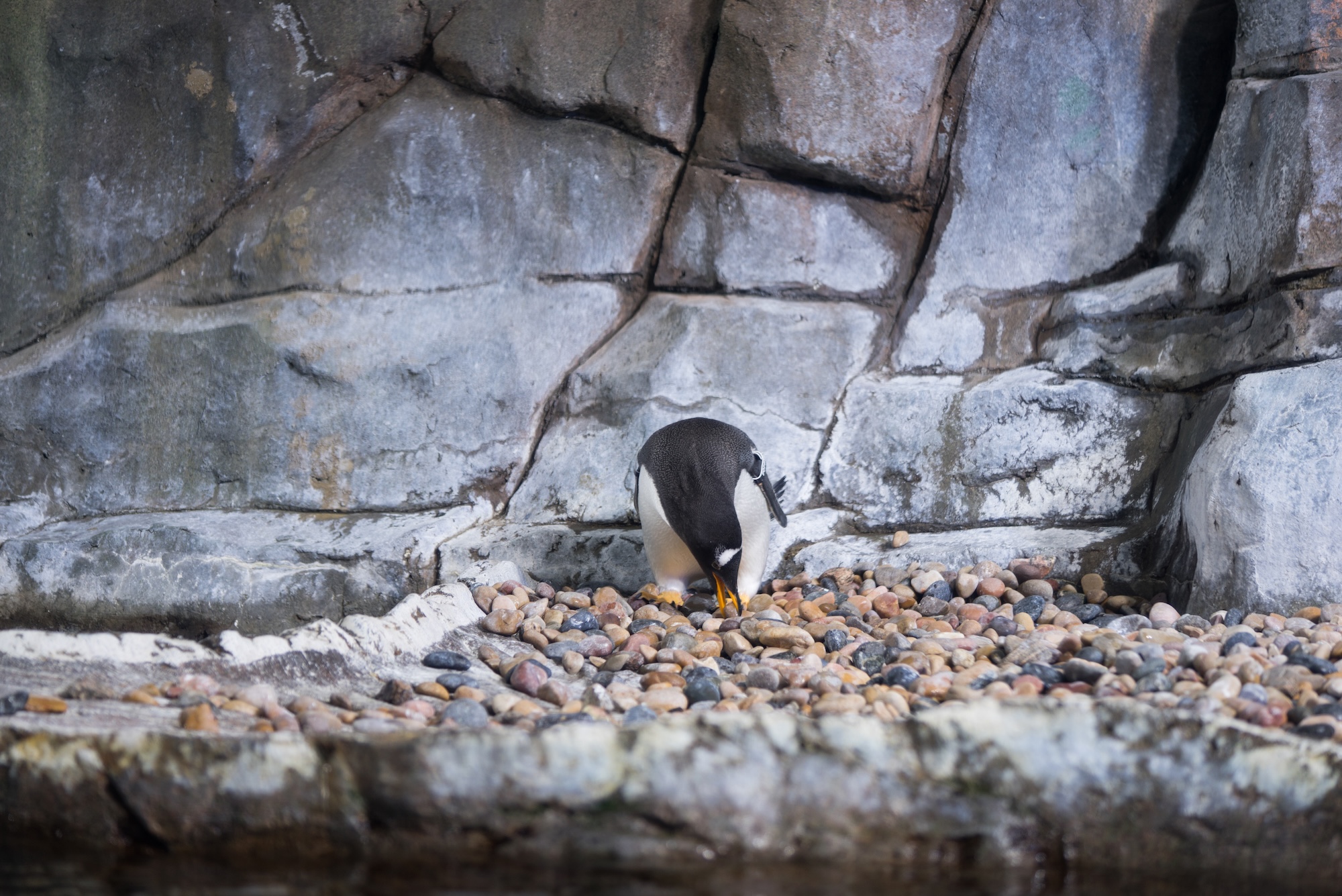 Poppy the penguin started drama during last year's mating season, prompting the Loveland Living Planet Aquarium to create a TikTok series called "Love on Thin Ice" that is dedicated to the thrilling and suspenseful mating season of its penguin colony.