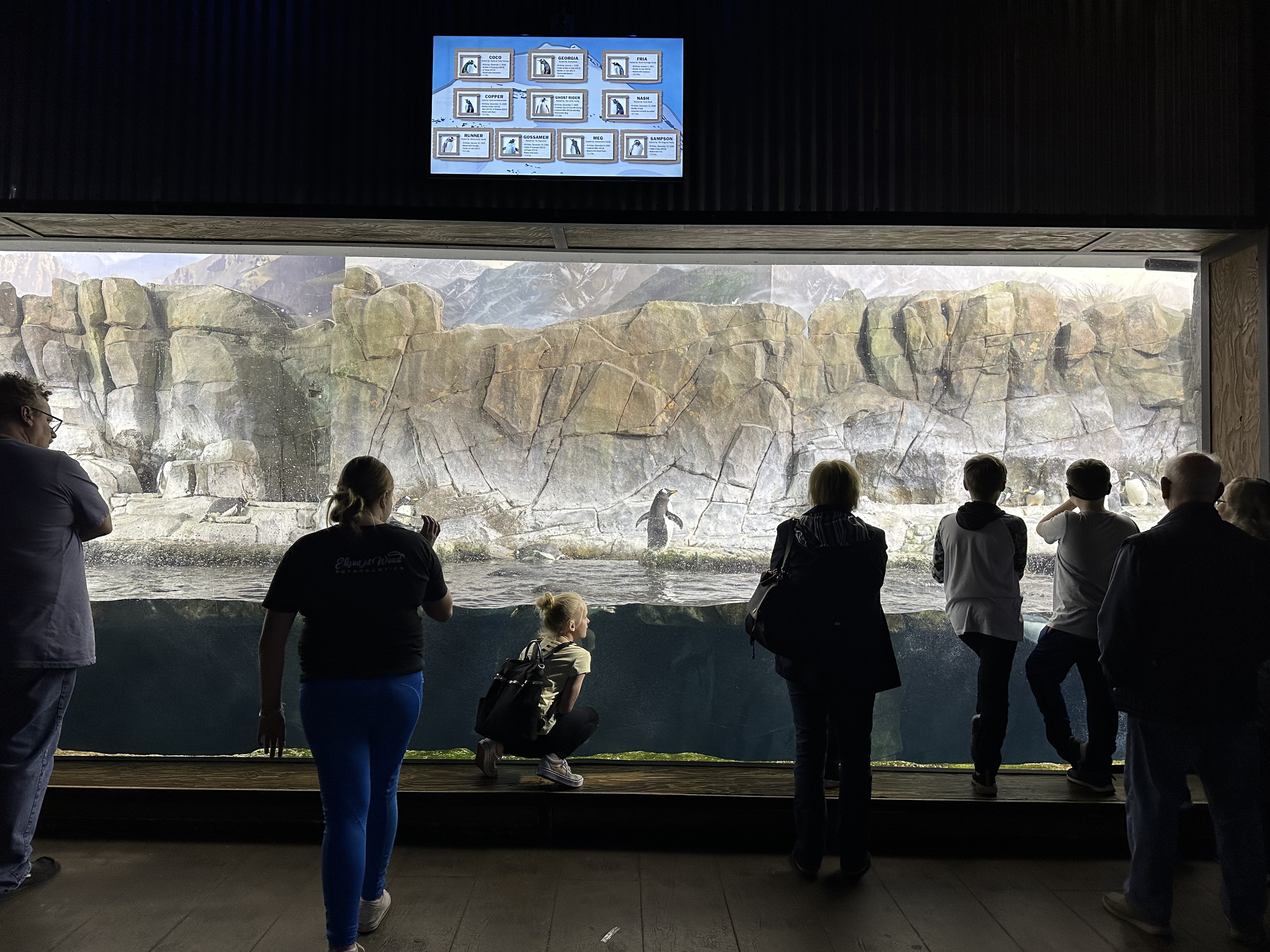 People watch the penguins interact with each other at the Loveland Living Planet Aquarium on Friday.