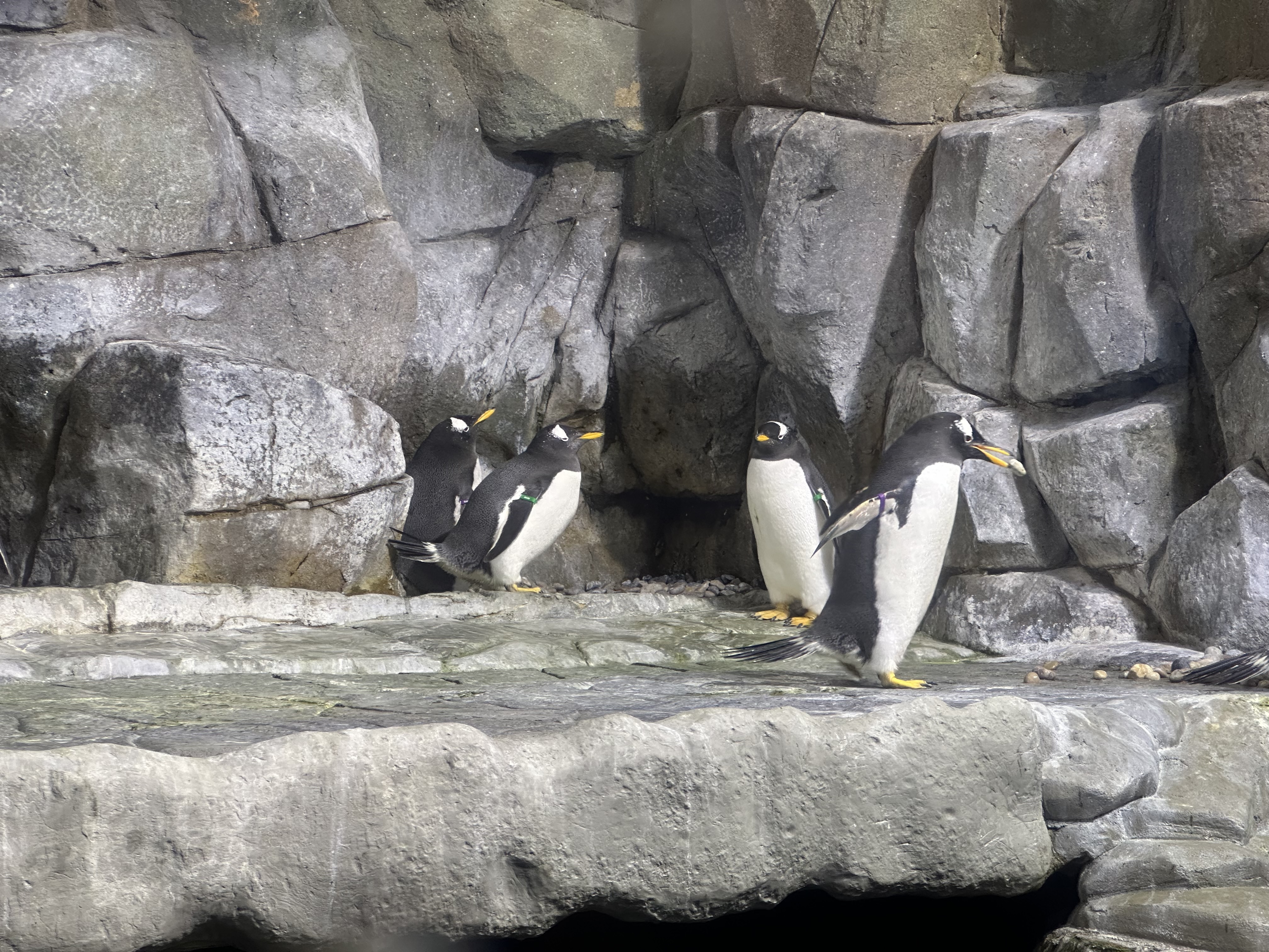 Penguins in an alcove fight over a nesting area, while Sampson runs to the side with a rock he stole from another couple's nest.