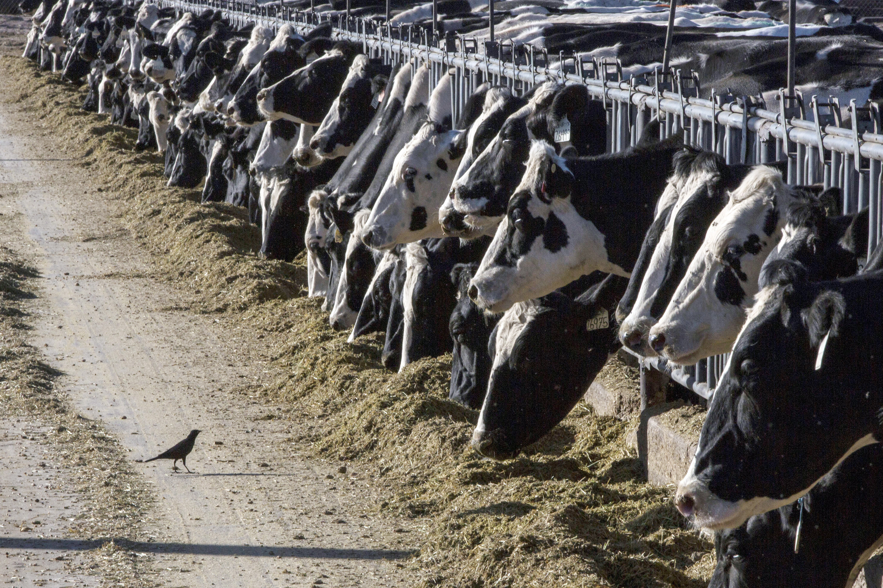 Dairy cattle feed at a farm near Vado, New Mexico, on March 31, 2017. Utah announced new restrictions Tuesday for cattle imported from New Mexico, Texas and Kansas after avian flu was recently detected in sick cows.