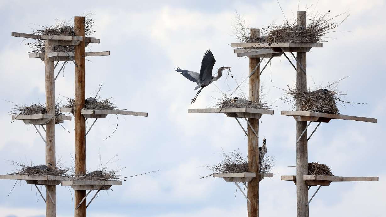A great blue heron flies to a nesting platform near the George S. and Dolores Doré Eccles Wildlife Education Center and Farmington Bay in Davis County on Monday.
