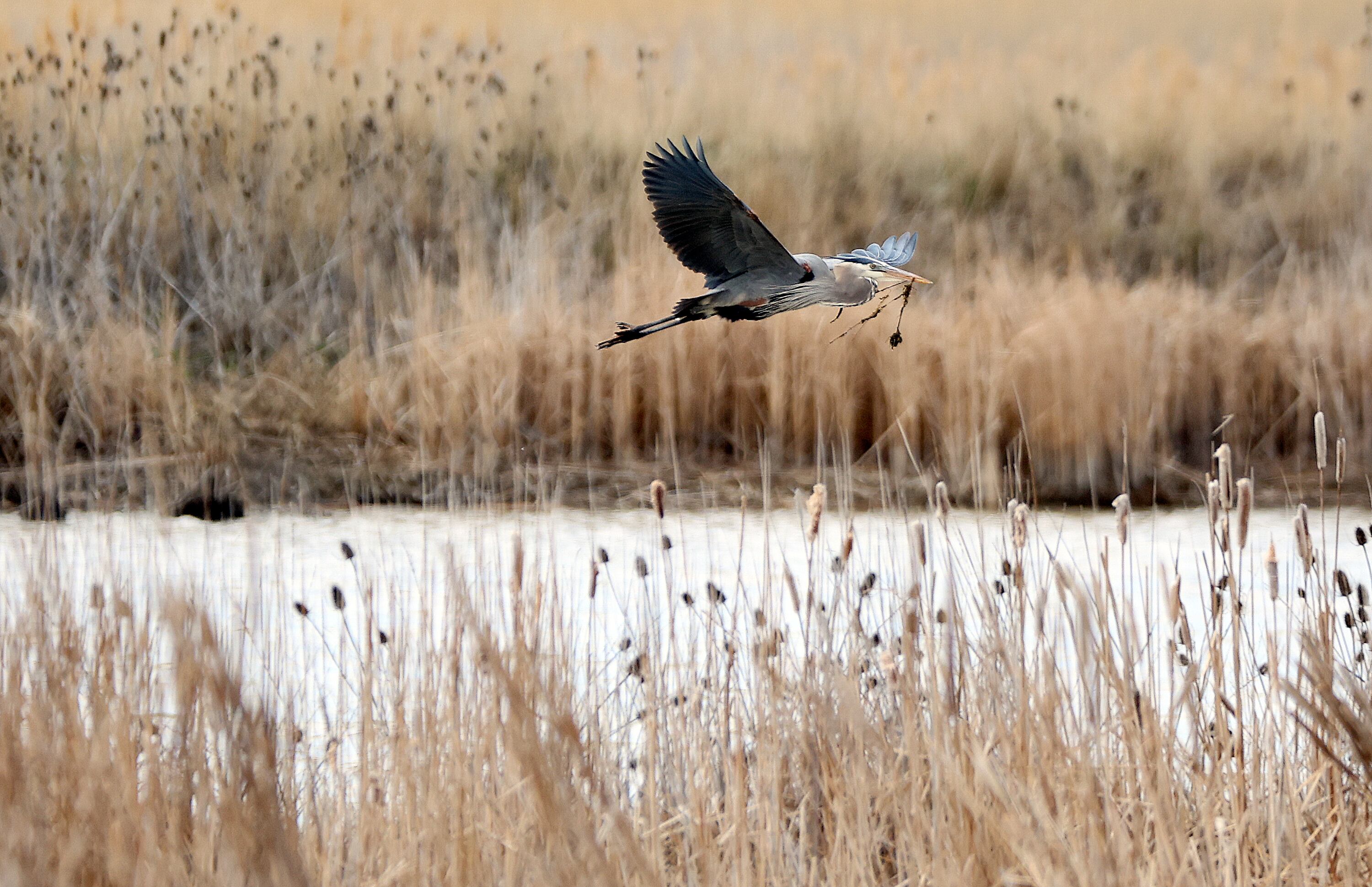 A great blue heron flies over Farmington Bay near the George S. and Dolores Doré Eccles Wildlife Education Center in Davis County on Monday, March 25, 2024.