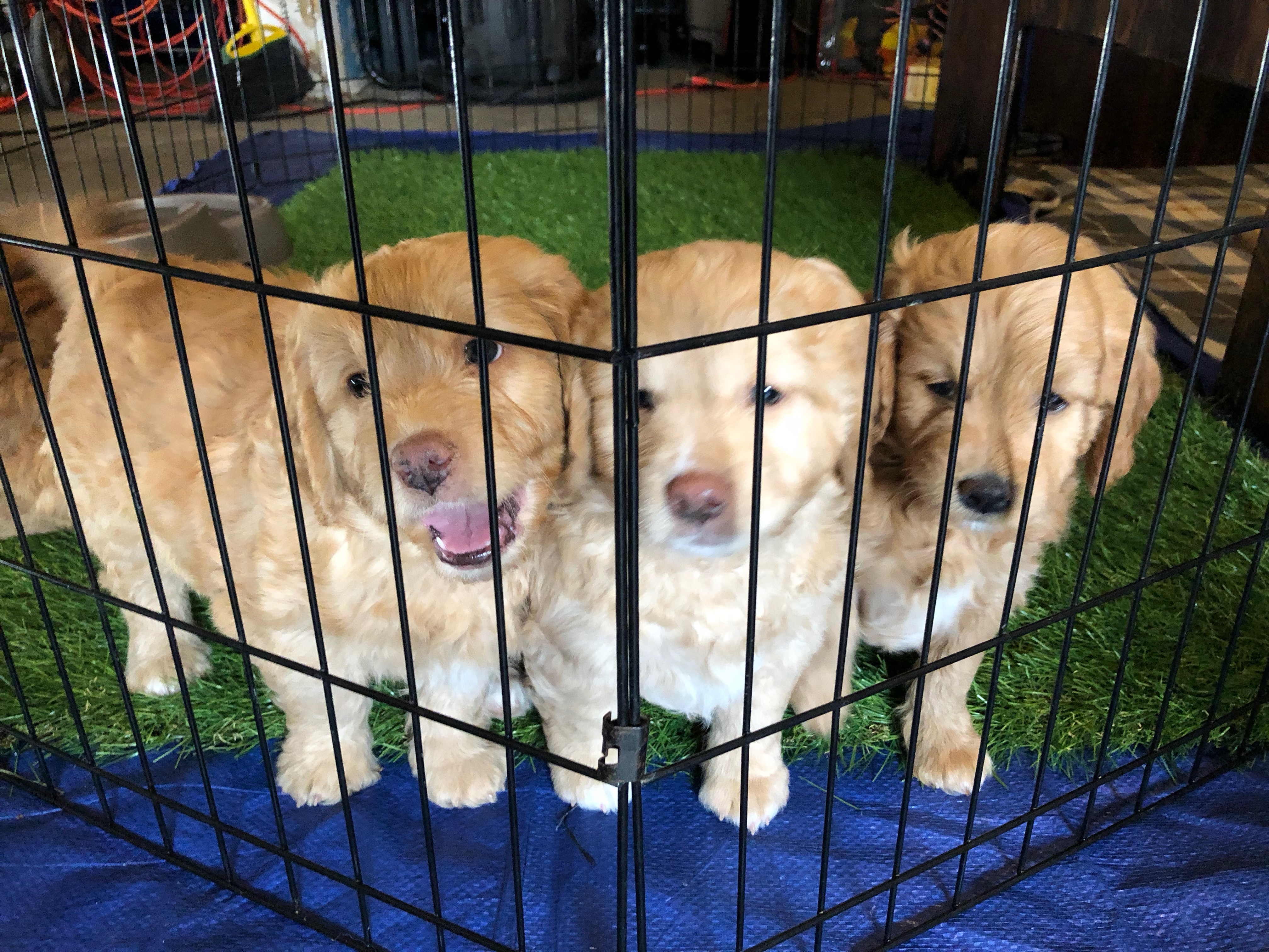 Goldendoodle siblings sit behind a training enclosure in West Jordan, March 24, 2018.