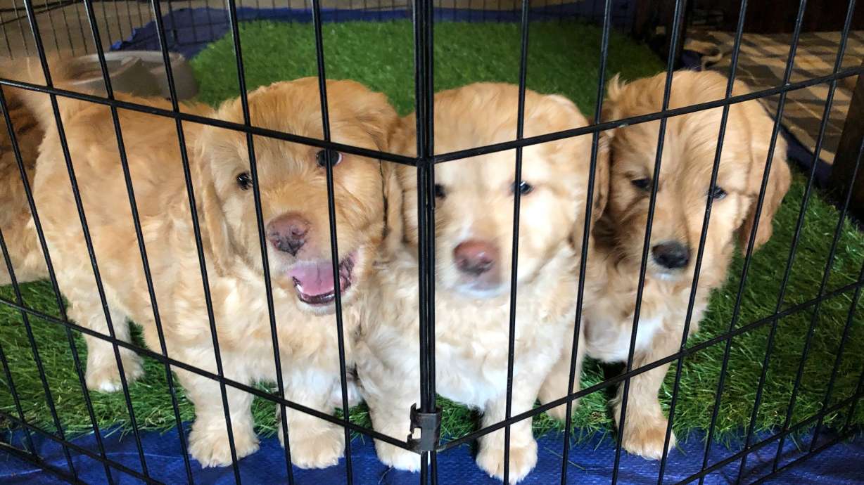 Goldendoodle siblings sit behind a training enclosure in West Jordan, March 24, 2018.