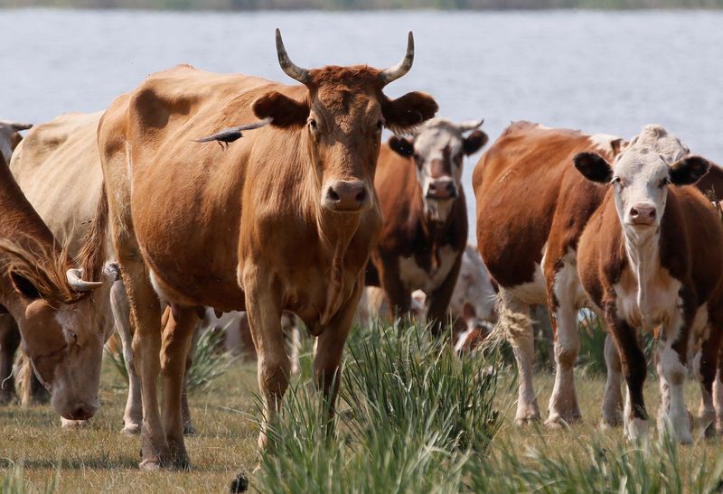 Cows graze on the bank of a lake in the steppe in the Republic of Khakassia, Russia July 12, 2018.