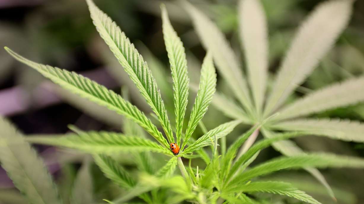 Utah Sen. Mitt Romney and other Republican senators are raising concerns about a recommendation from the Biden administration to reschedule marijuana.