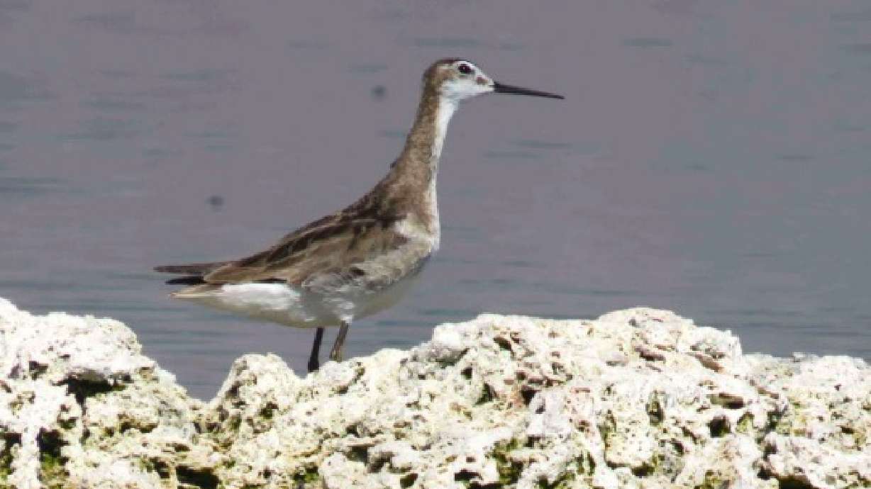 An undated photo of a Wilson's phalarope. The Center for Biological Diversity filed a petition Thursday seeking to list the bird under the Endangered Species Act.