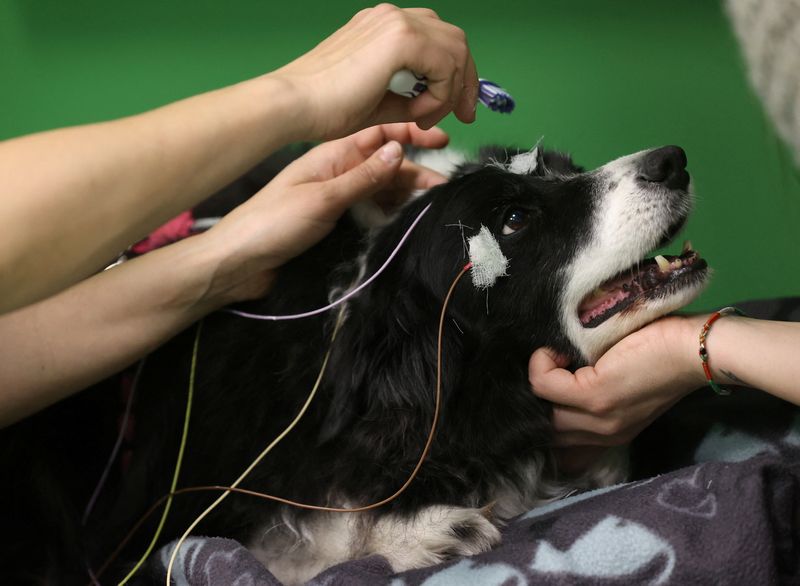 Researcher Marianna Boros puts electroencephalography electrodes on Rohan, a 12-year-old border collie, during a test that found dogs can associate words with objects in Budapest, Hungary, Wednesday.