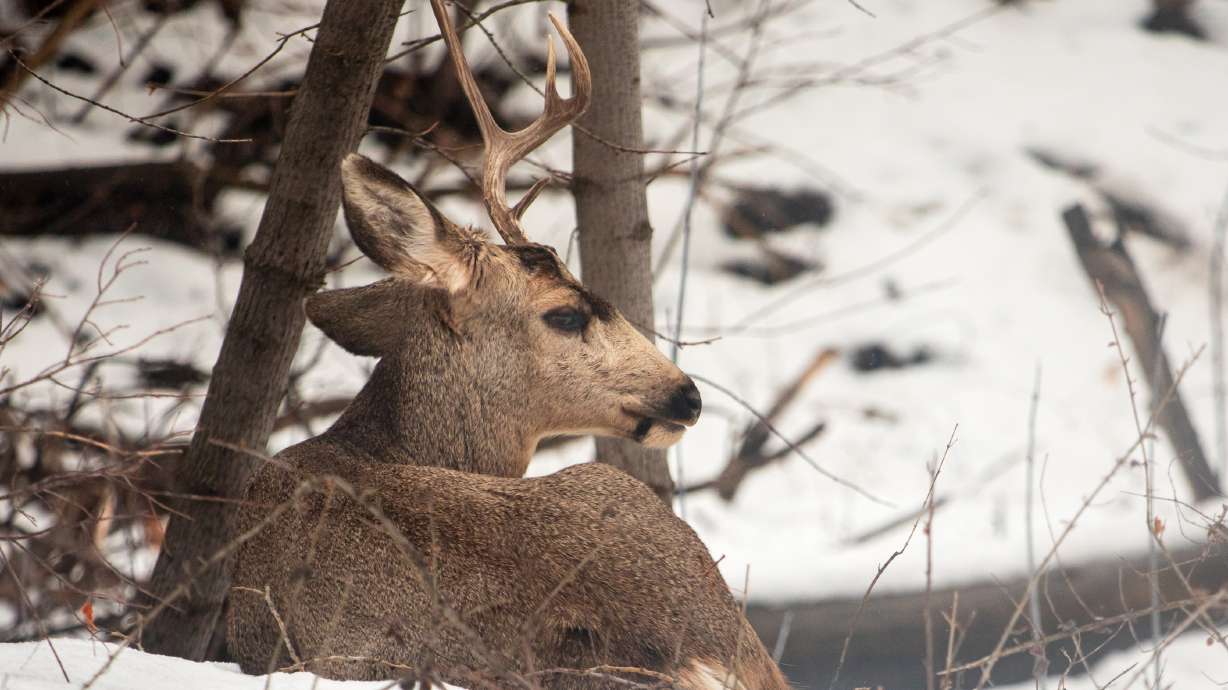 A buck mule deer near Emigration Creek in Salt Lake City on Jan. 21. Utah wildlife officials said Friday they are proposing an increase of 6,800 general season buck deer hunting permits this year.