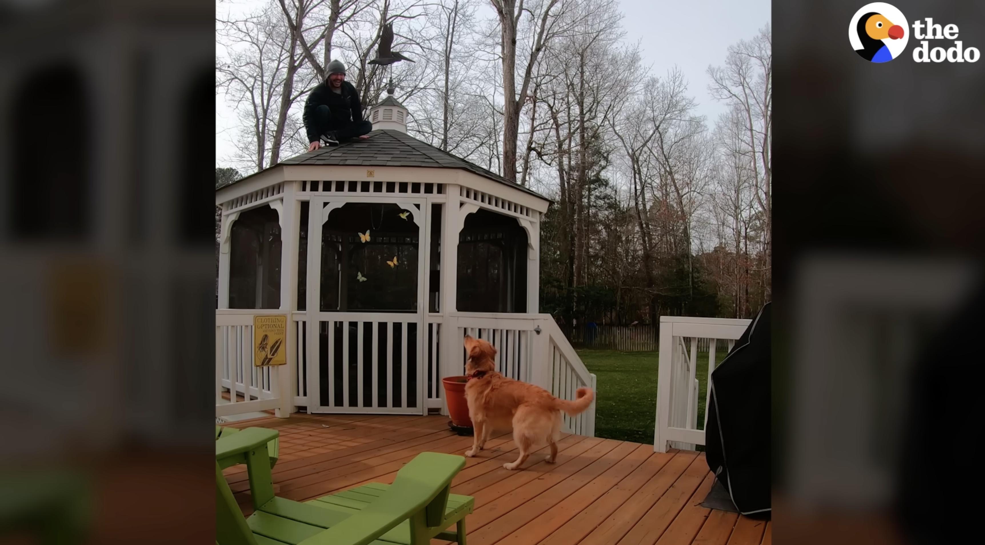 Ellie the golden retriever and her owners, Mike and Rachel, bond through playing hide-and-seek — but they make it extreme.