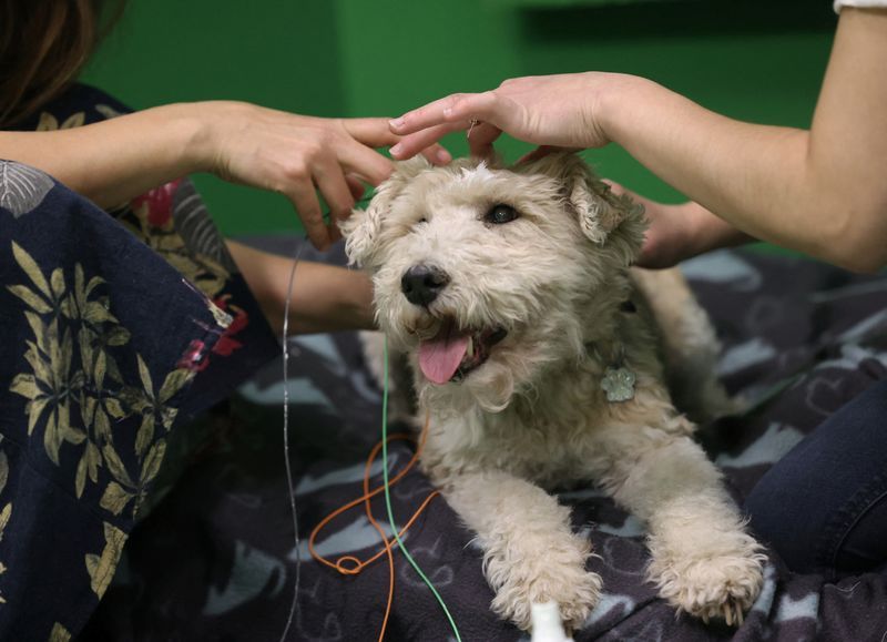 Owner Franciska Furik puts electroencephalography electrodes on Cuki, a 12-year-old fox terrier, during a test that found dogs can associate words with objects, at the Ethology Department of the Eotvos Lorand University in Budapest, Hungary, Wednesday.