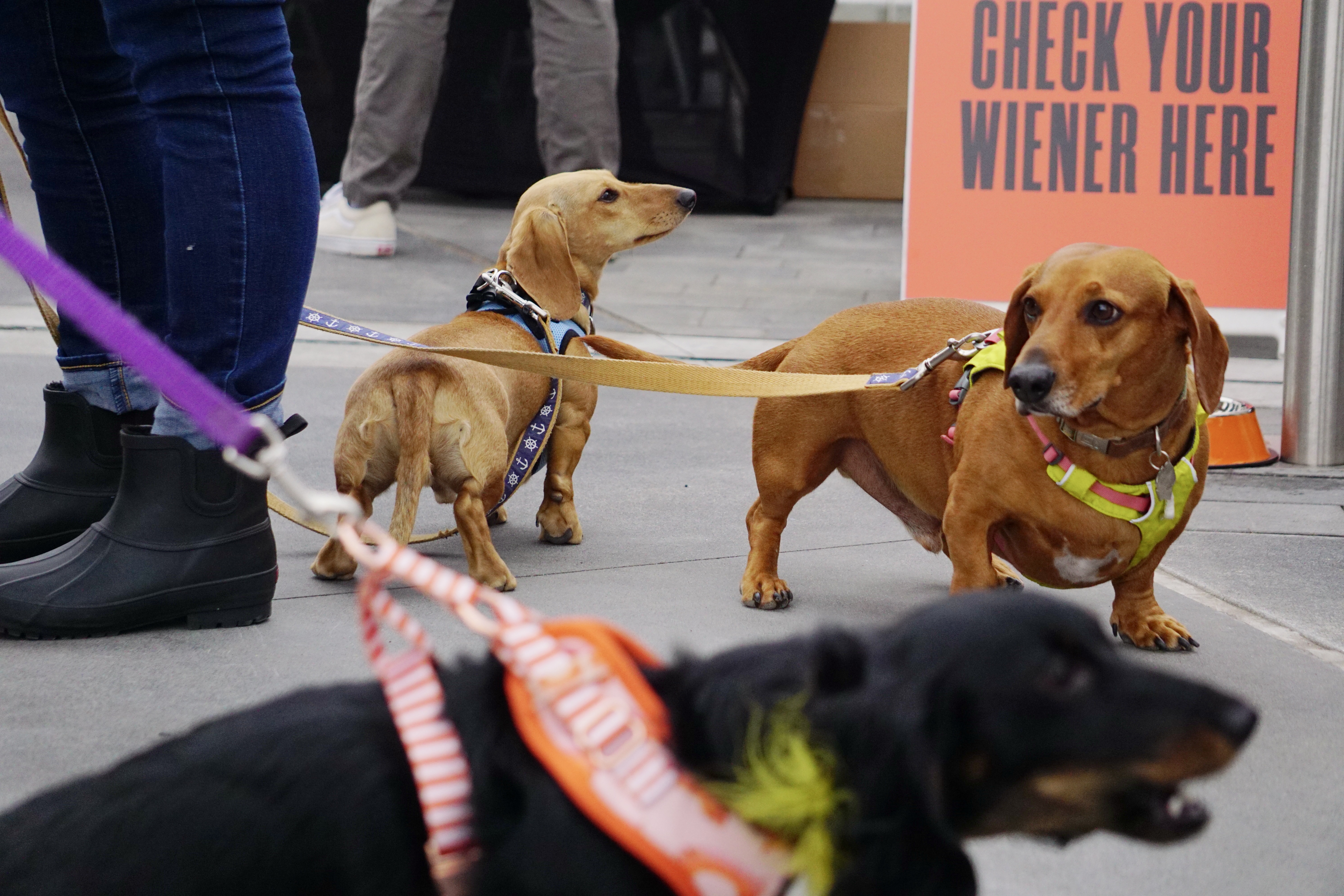 Wiener dogs wait to by weighed and measured before they race in the Millcreek Doxie Derby, Saturday.