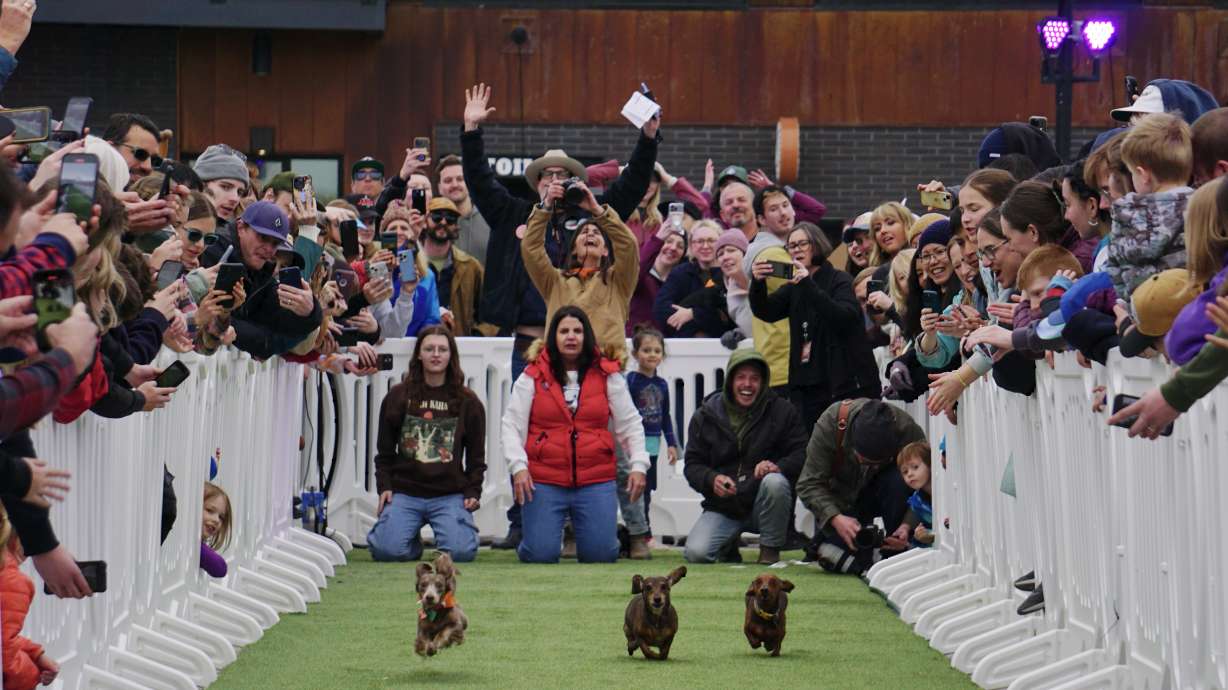 Wiener dogs Benny, Rosie and Newman K. Corrington race for their place on the podium of Millcreek's inaugural Doxie Derby, Saturday.