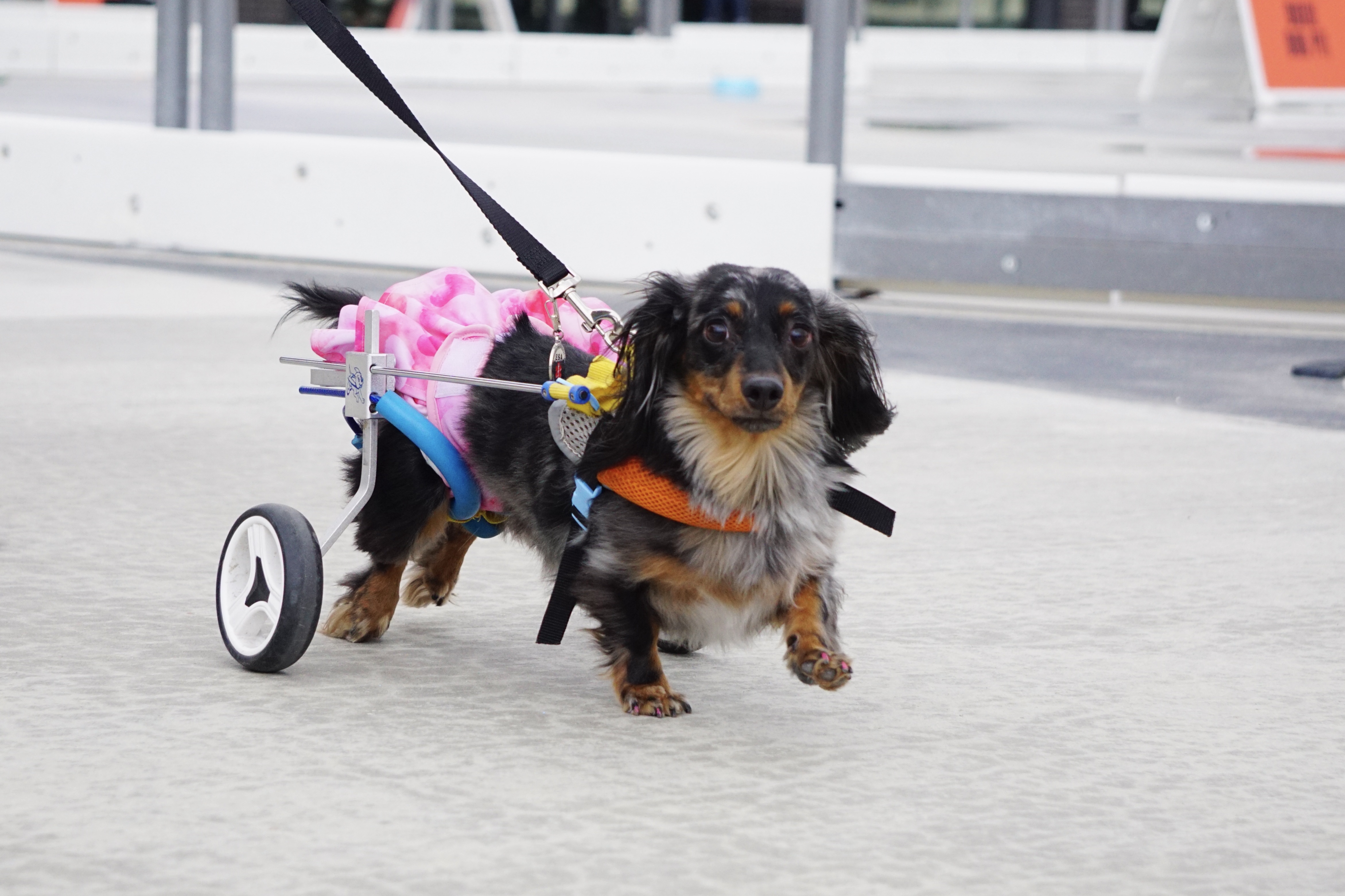 Stranger Danger rolls around to warm up before her race in the inaugural Millcreek Doxie Derby, Saturday.