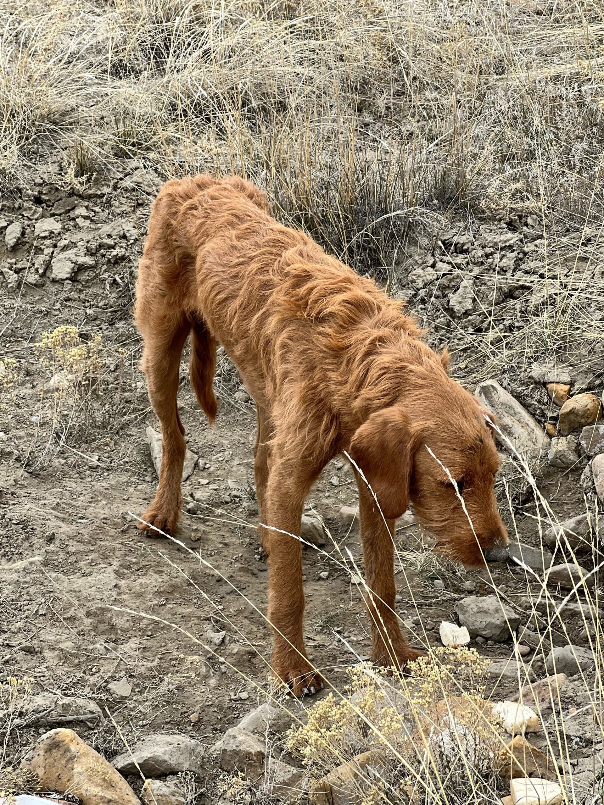 An abandoned dog was found by a woman in Carbon County, Utah with multiple gunshot wounds in his head. After surgery and multiple days at the vet, with a low chance of survival, he began a miraculous recovery.