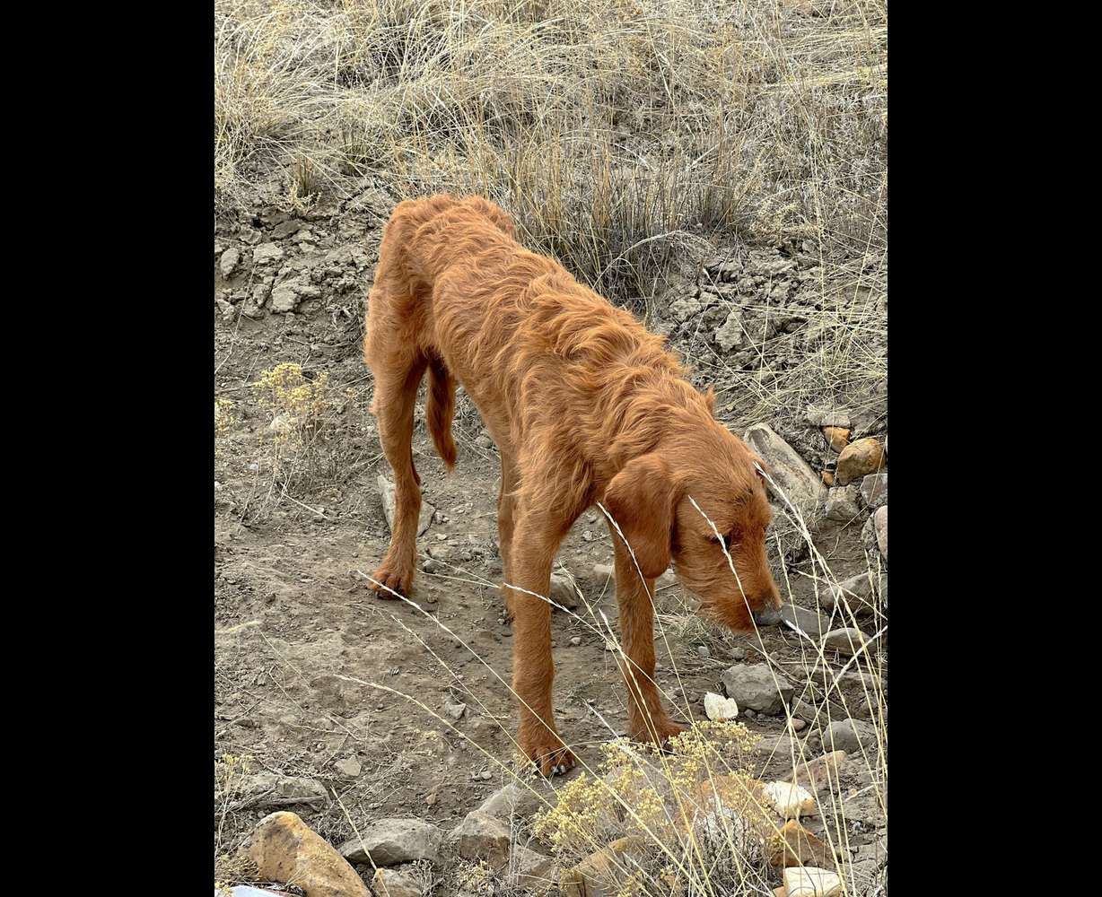 An abandoned dog was found by a woman in Carbon County, Utah with multiple gunshot wounds in his head. After surgery and multiple days at the vet, with a low chance of survival, he began a miraculous recovery.