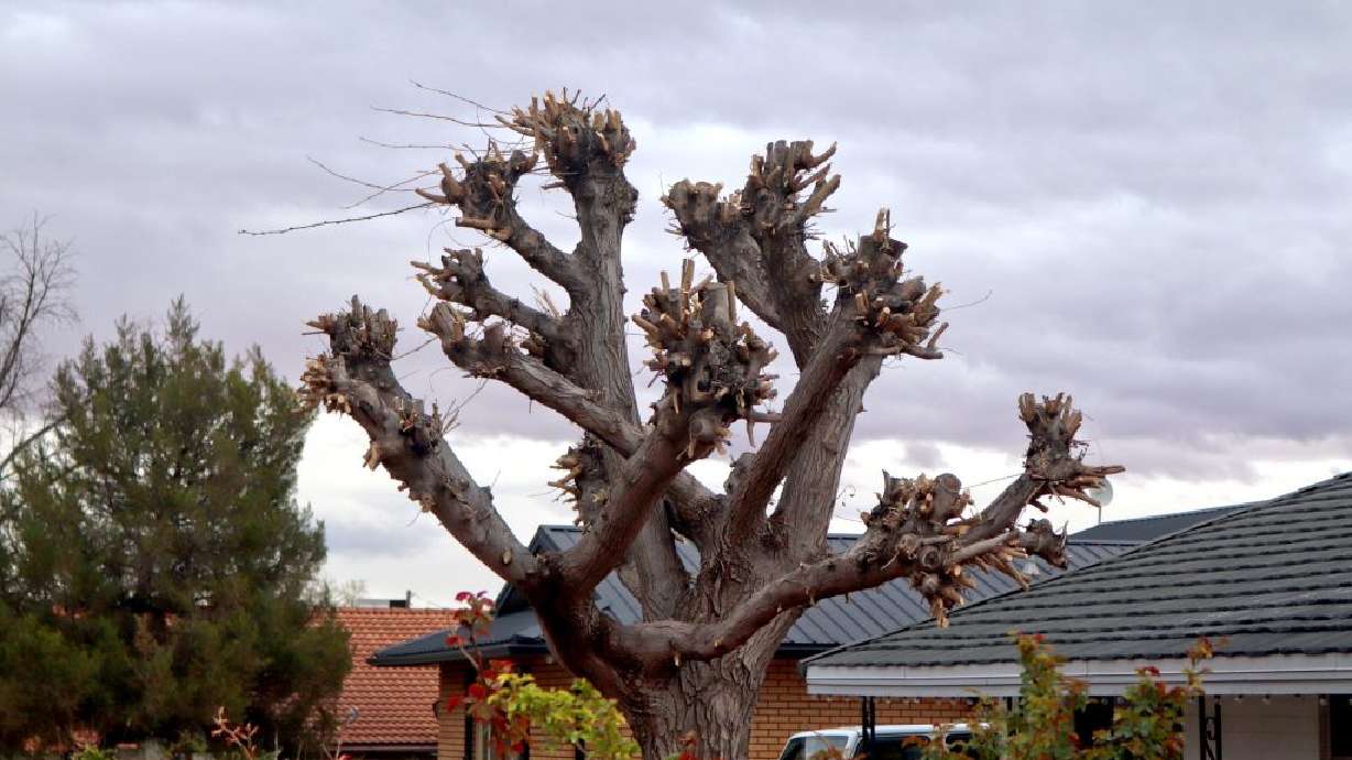 An example of the tree topping is pictured near Vernon Worthen Park in St. George, March 15.