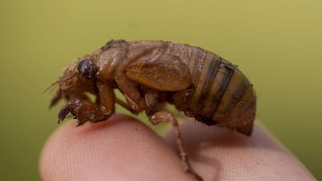 A periodical cicada nymph is held in Macon, Ga., March 27. Trillions of cicadas are about to emerge in numbers not seen in decades and possibly centuries.
