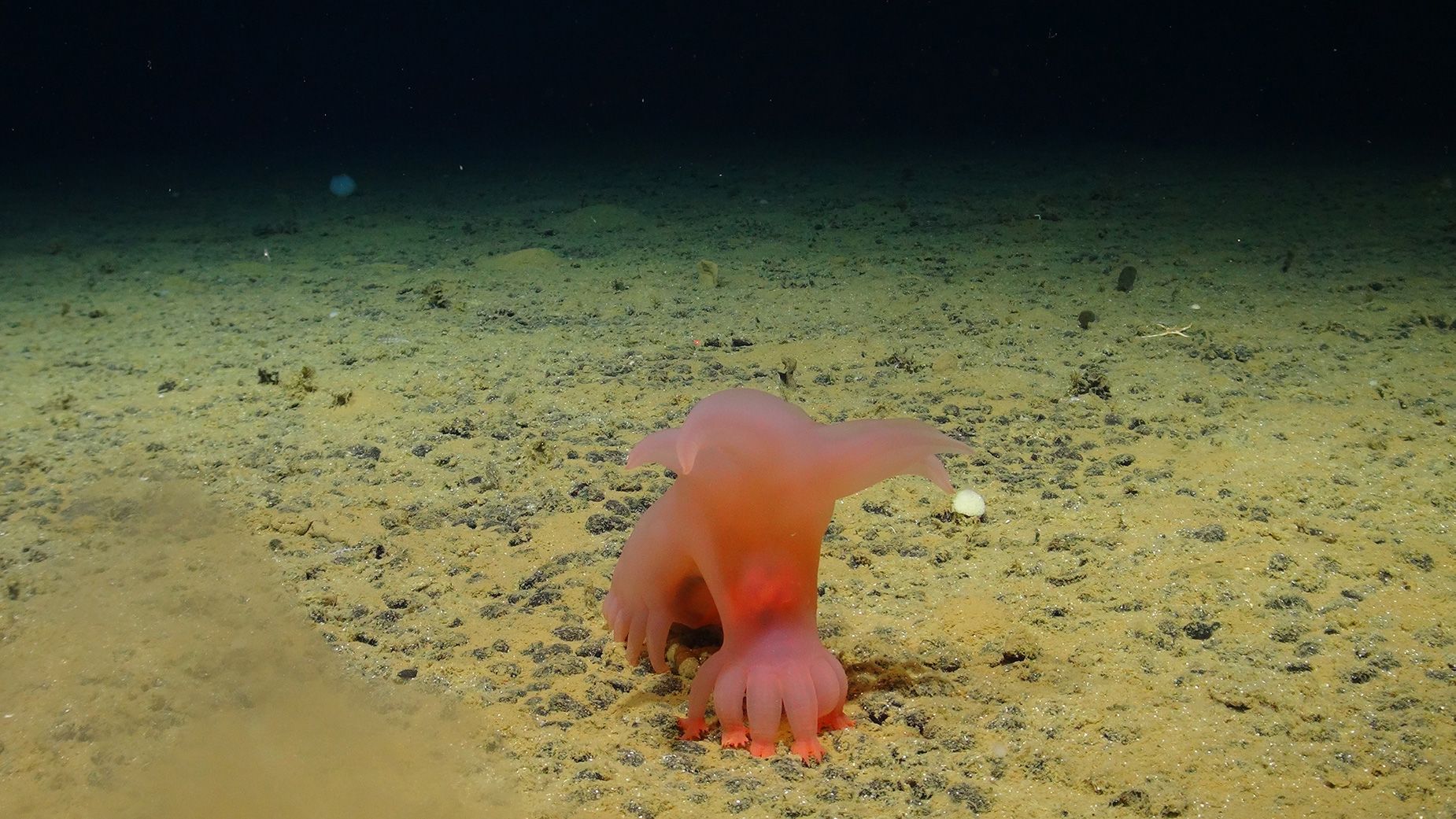 Fantastic creatures were uncovered 1,640 feet beneath the surface of the Pacific Ocean in a pristine area that's earmarked as a site for deep-sea mining of critical and rare metals.