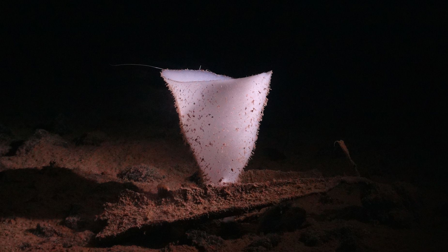 In extreme ocean depths, there is no sunlight and the temperature is around 35 Fahrenheit, but life-forms such as this glass sponge thrive.