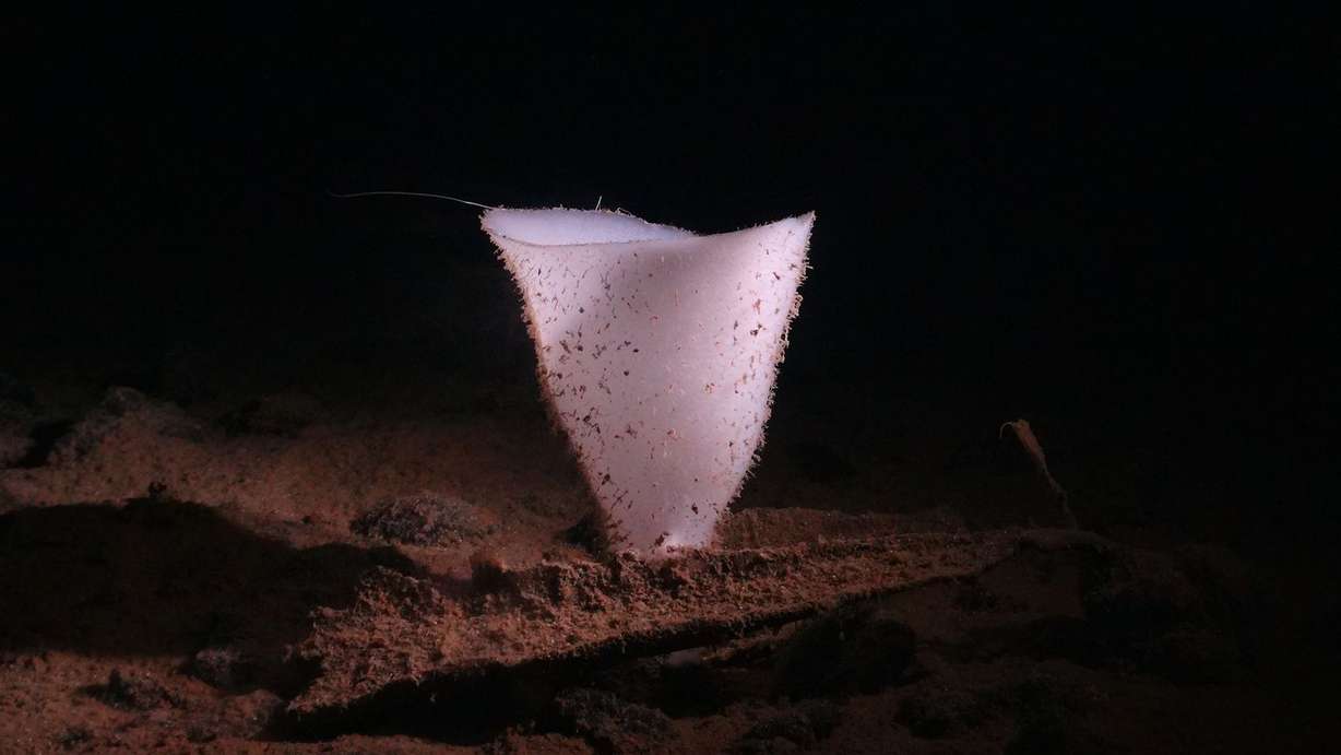 In extreme ocean depths, there is no sunlight and the temperature is around 35 Fahrenheit, but life-forms such as this glass sponge thrive.