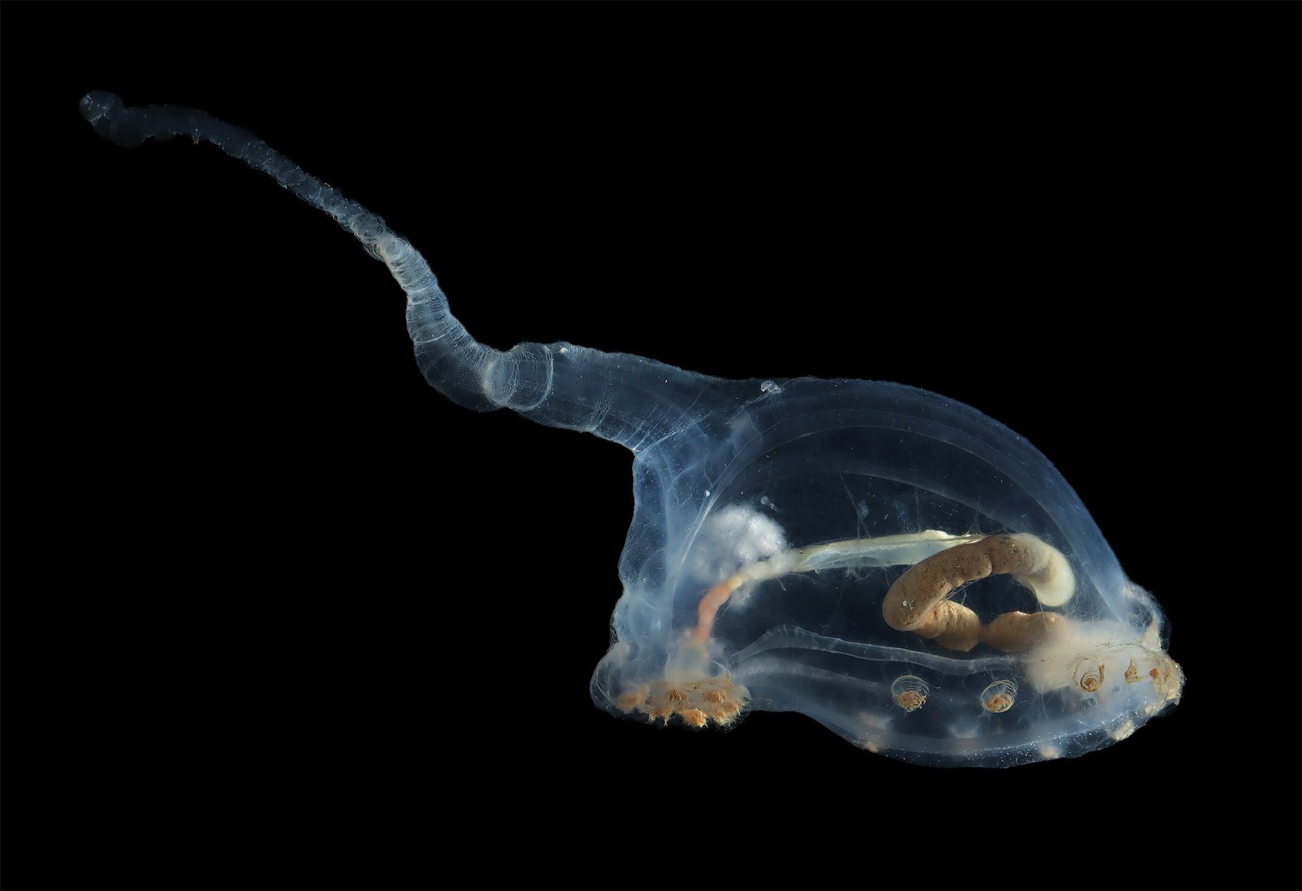 A transparent deep-sea creature called a unicumber is seen in this undated photo.