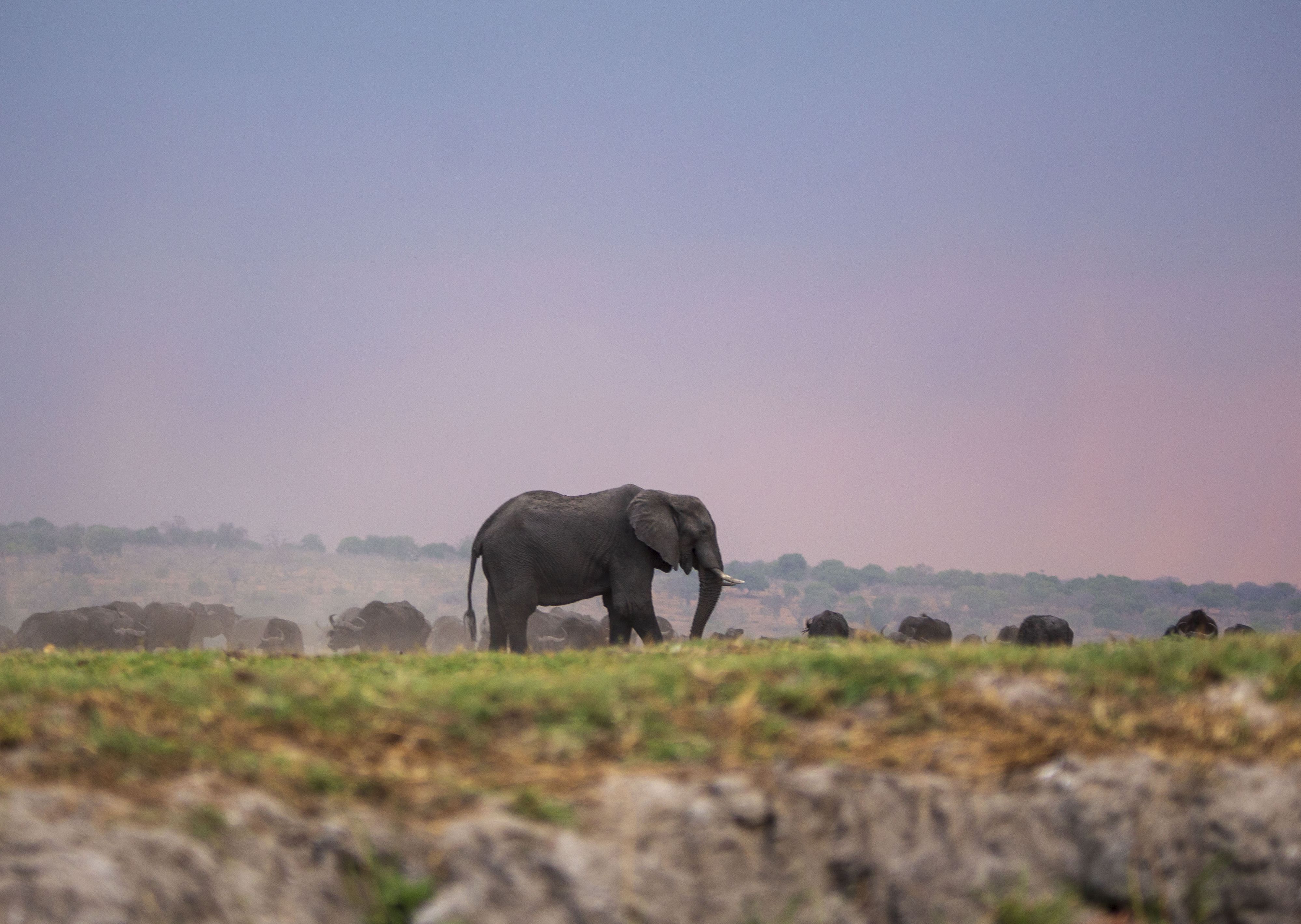 An elephant is seen at the Chobe National Park in Kalahari desert at Kasane, Botswana on Oct. 13, 2023. Botswana's President Mokgweetsi Masisi has threatened to send 20,000 elephants to Germany.