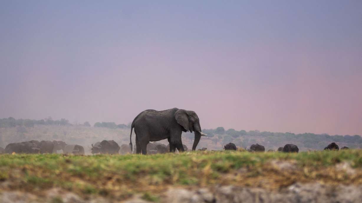 An elephant is seen at the Chobe National Park in Kalahari desert at Kasane, Botswana on Oct. 13, 2023. Botswana's President Mokgweetsi Masisi has threatened to send 20,000 elephants to Germany.