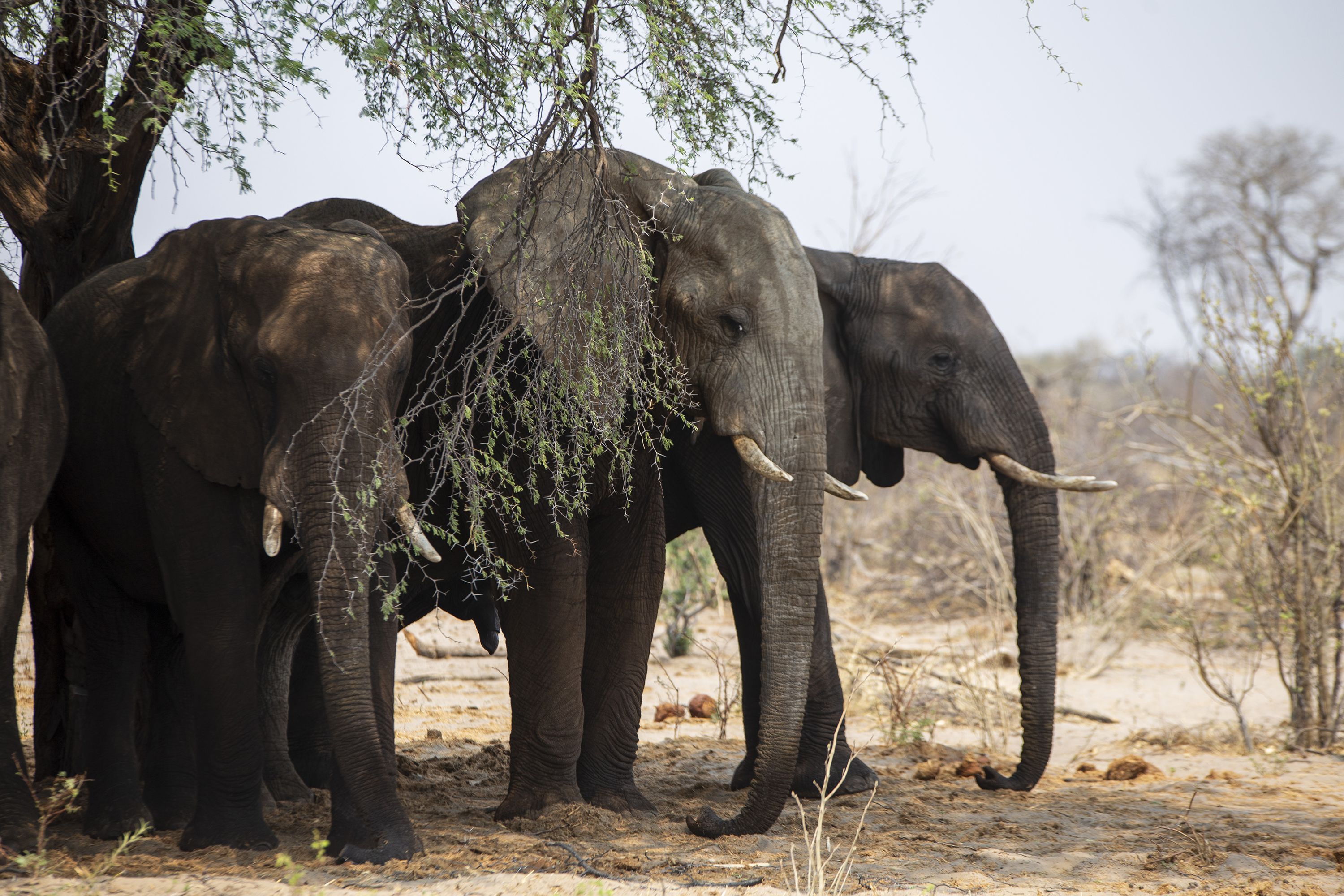 Elephants are seen on the Makgadikgadi Basin in Botswana on Oct. 13, 2023.