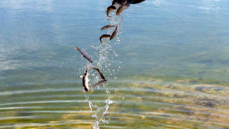 The Black Desert Resort and Utah Division of Wildlife Resources partnered to release 400 endangered Virgin River Chub in one of the resort’s six lakes in Ivins, March 21.