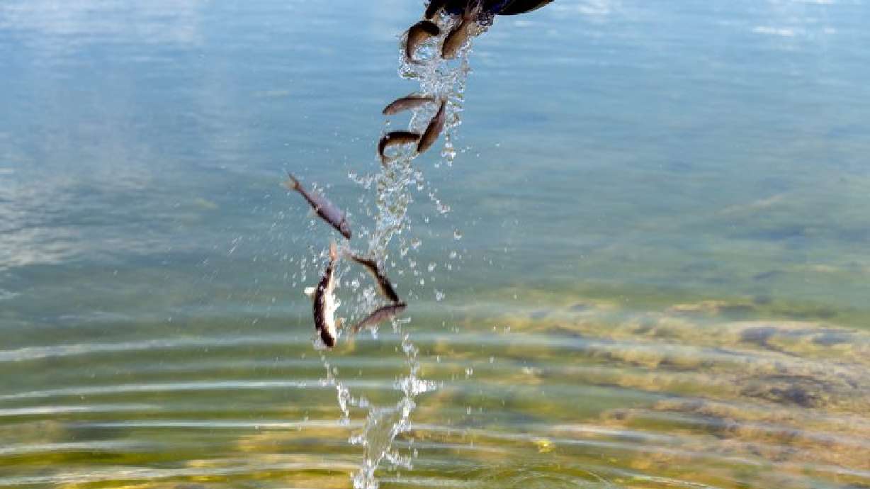 The Black Desert Resort and Utah Division of Wildlife Resources partnered to release 400 endangered Virgin River Chub in one of the resort’s six lakes in Ivins, March 21.