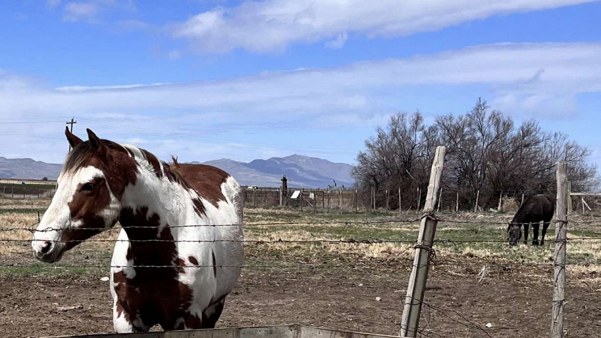 An undated photo of horses on a property within the Northpoint area in Salt Lake City. The City Council voted Tuesday to begin a process to annex hundreds of acres of unincorporated land in the area as it looks to handle its growth challenges.
