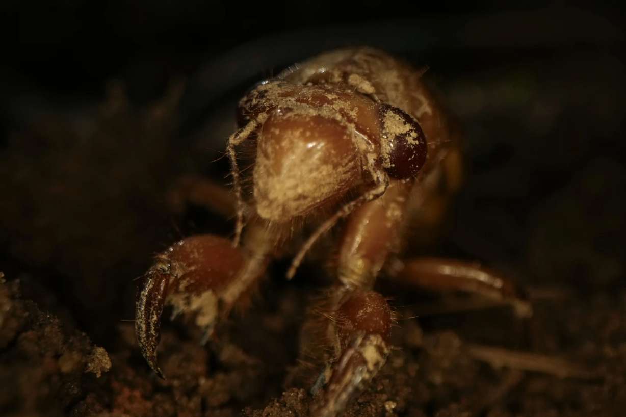 A dirt-dusted periodical cicada nymph wiggles its forelimbs in Macon, Ga., on March 28. This periodical cicada nymph was found while digging holes for rosebushes.