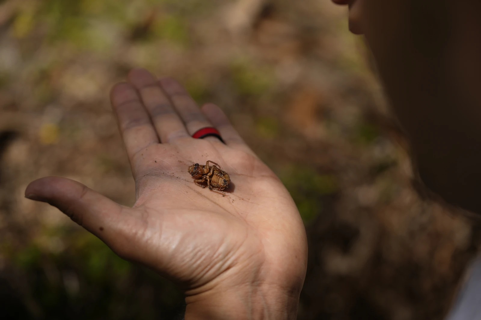 Georgia Institute of Technology biophysicist Saad Bhamla holds a periodical cicada nymph in his hand on the campus of Georgia Institute of Technology in Atlanta on March 28.