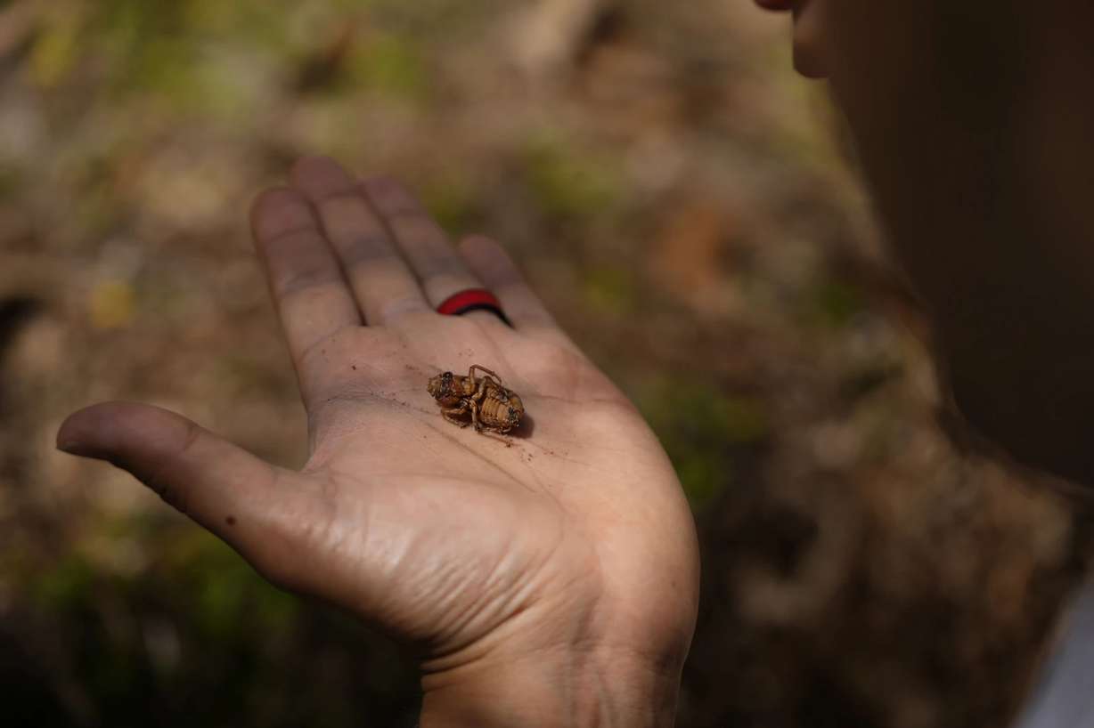 Georgia Institute of Technology biophysicist Saad Bhamla holds a periodical cicada nymph in his hand on the campus of Georgia Institute of Technology in Atlanta on March 28.