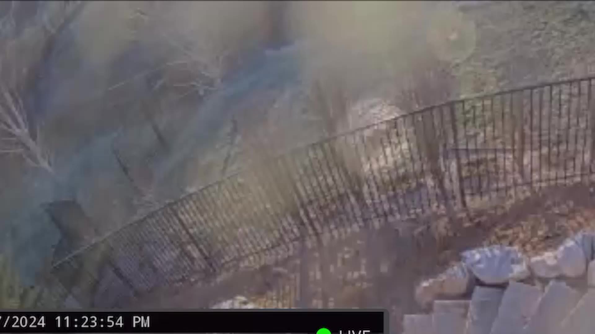 Olive and Bruno escaping their home through an open gate in their backyard.