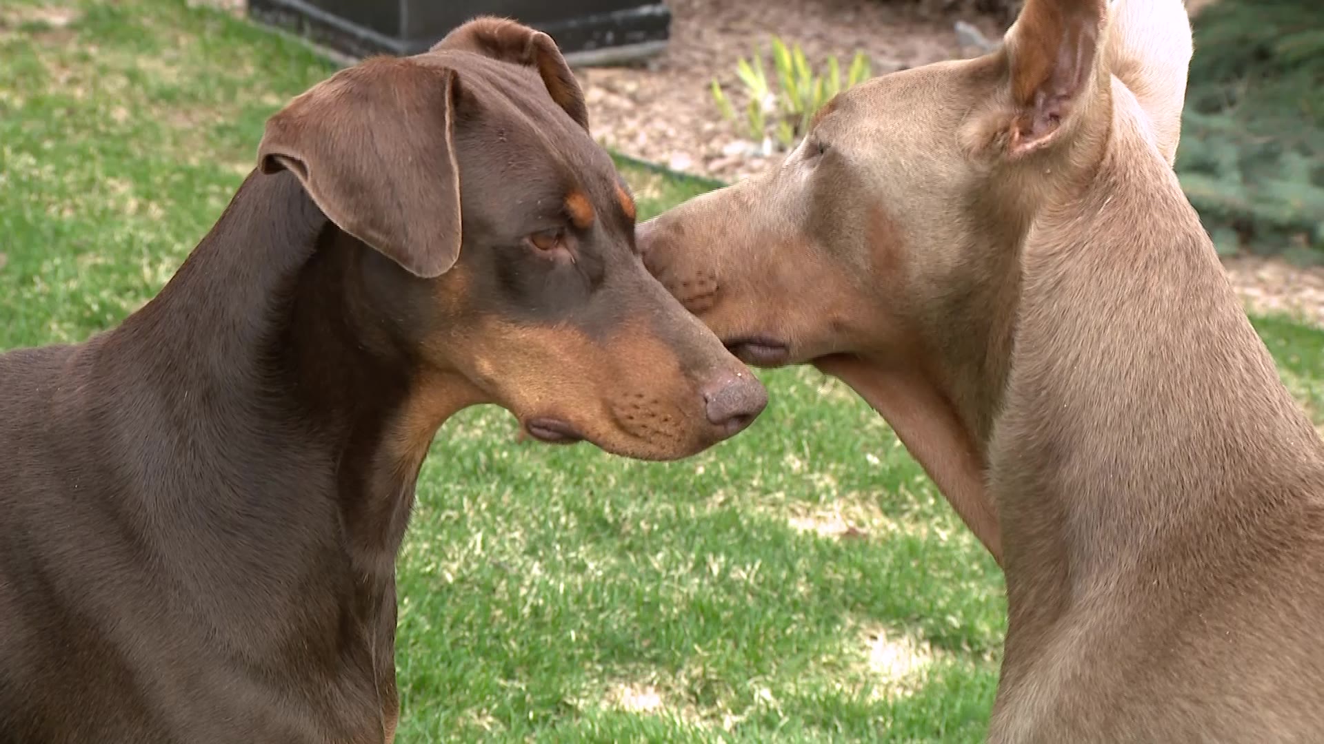 2 Dobermans missing for 11 days, reunited with North Ogden family