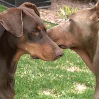2 Dobermans missing for 11 days, reunited with North Ogden family