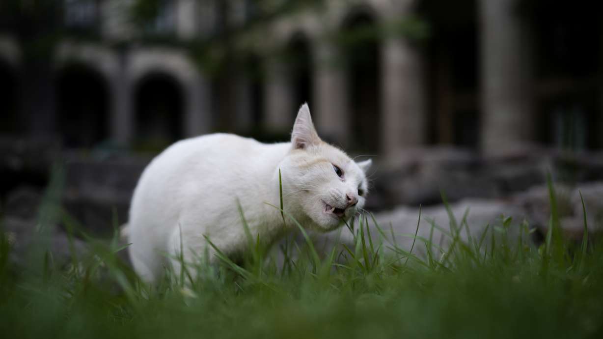 Coco nibbles on a blade of grass in a National Palace courtyard, in Mexico City, March 4. Nineteen feral cats have free rein of the palace, long roaming the gardens and historic colonial halls of the most iconic buildings in the country.