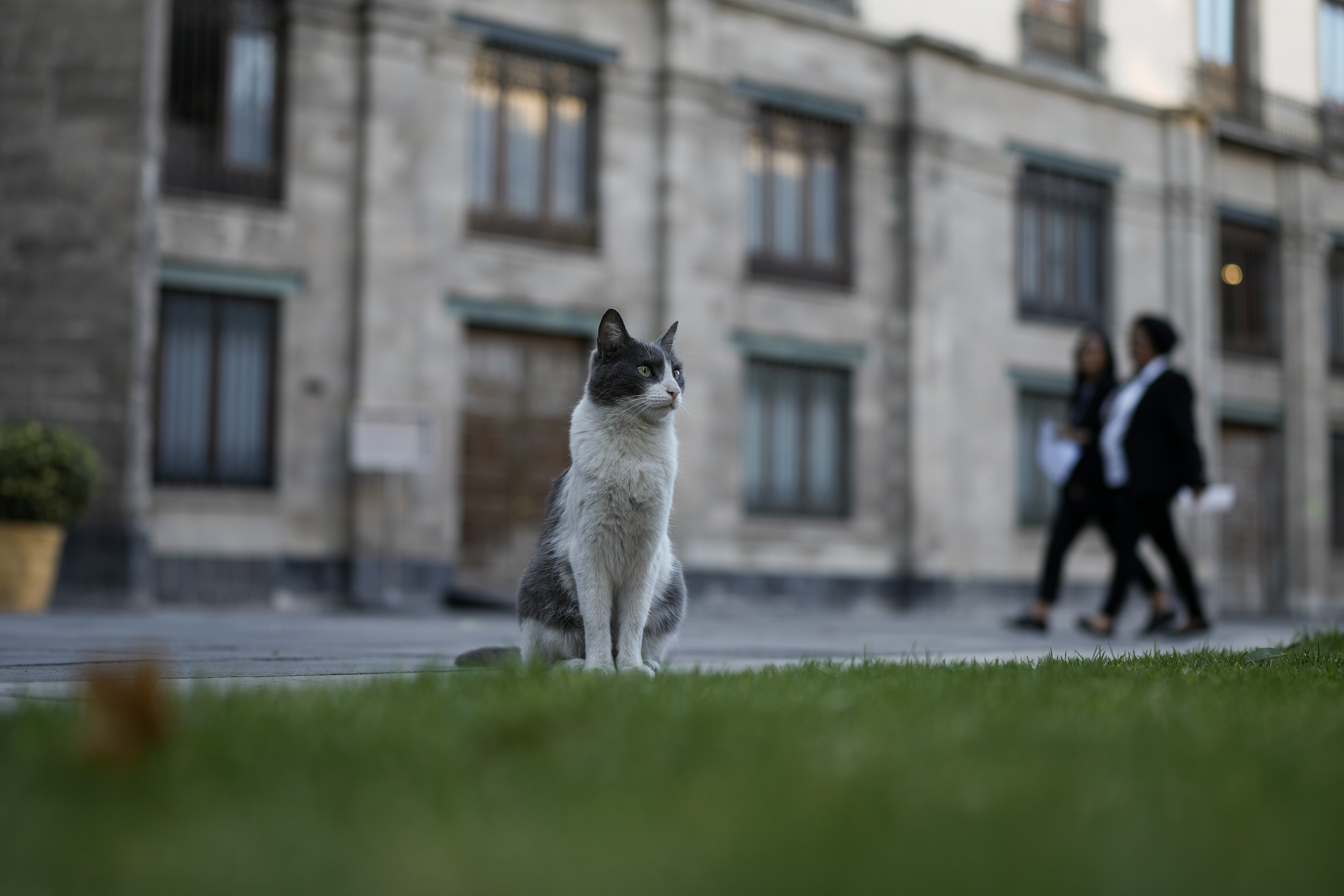 Ollin stands in one of the National Palace courtyards, in Mexico City, March 4. Ollin, one of 19 cats living on National Palace grounds, is named in the region’s Aztec language, which means “movement.”