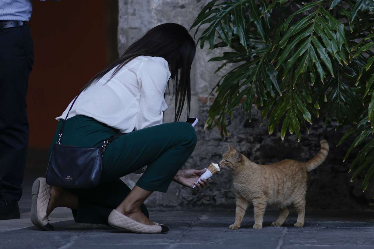 A feral cat living on National Palace grounds takes a lick of ice cream, in Mexico City, March 4. Staff say they remember the feral cats living among the cacti and dense brush of the gardens as far back as 50 years ago.