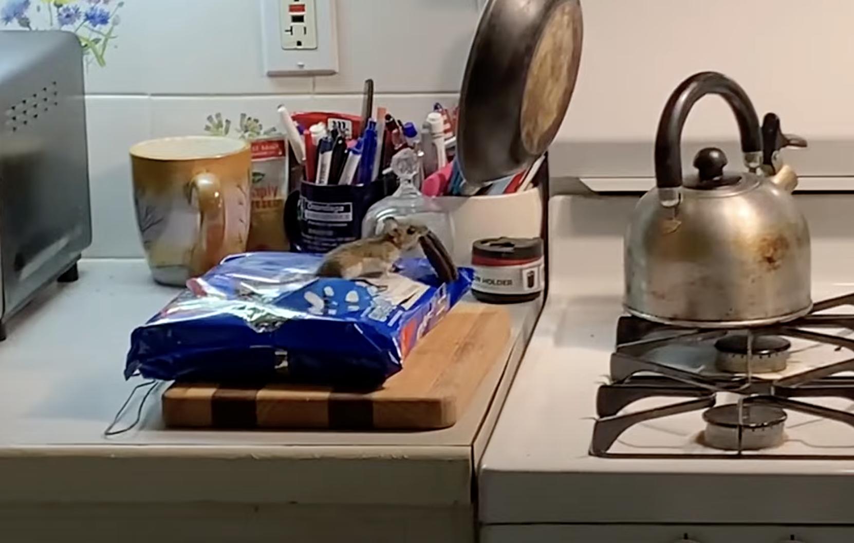 A mouse sticks his head out of a stove in the kitchen. He runs onto the stove and over to a bag of Oreo cookies. He takes a cookie and goes back inside the stove.