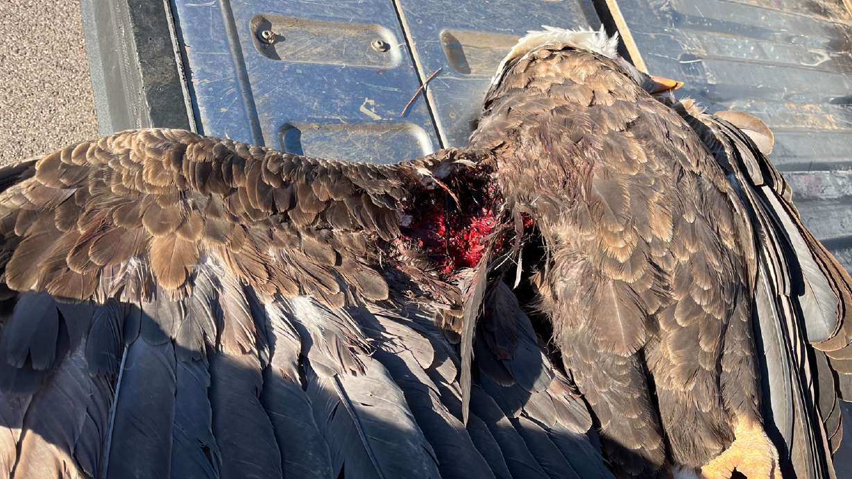 $10K reward offered in case of bald eagle shot in Utah | KSL.com