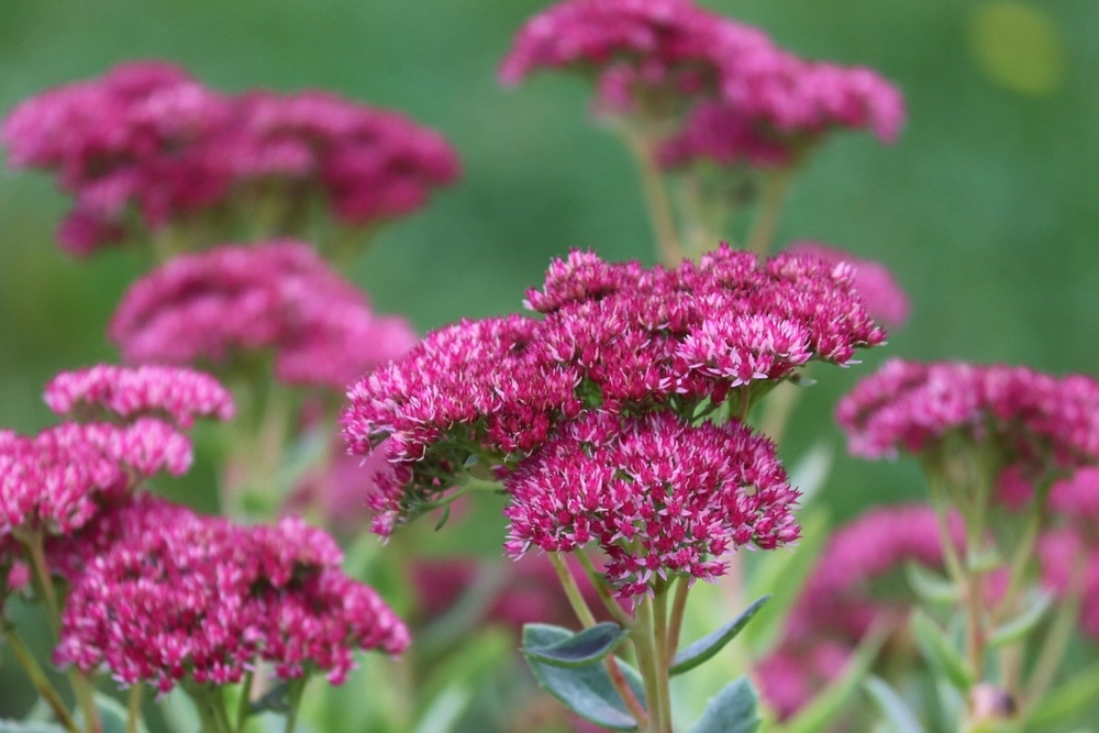 Showy Stonecrop plants are drought-resistant and grow well in many parts of Utah, according to Better Homes & Gardens.